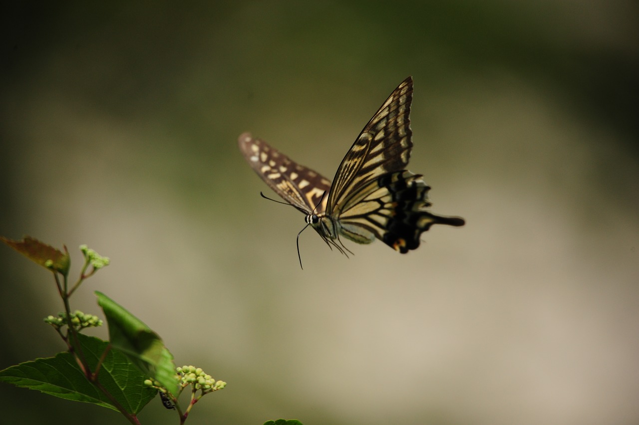 butterfly 2777706 1280
