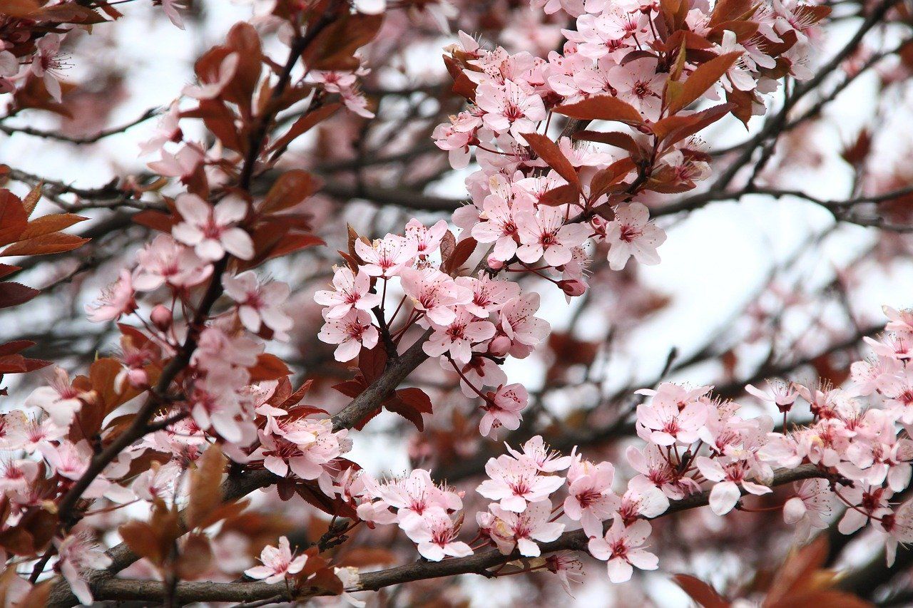 spring 2276402 1280